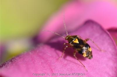 <i>Liocoris tripustulatus</i>