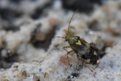 <i>Liocoris tripustulatus</i>
