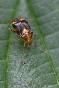 <i>Liocoris tripustulatus</i>