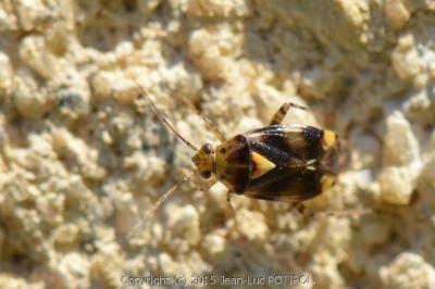 <i>Liocoris tripustulatus</i>