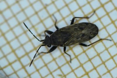 <i>Peritrechus gracilicornis</i>