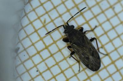 <i>Peritrechus gracilicornis</i>