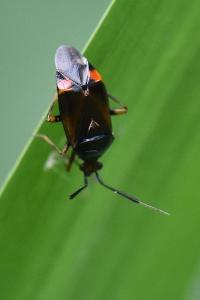 <i>Deraeocoris ruber</i>
