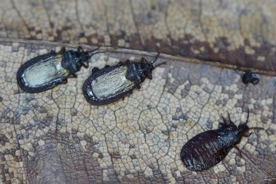 <i>Aneurus laevis</i>