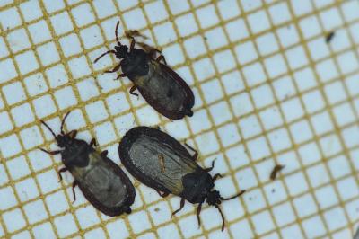 <i>Aneurus laevis</i>