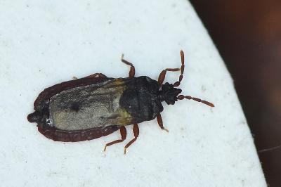 <i>Aneurus laevis</i>