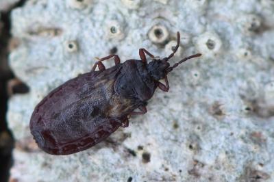 <i>Aneurus laevis</i>
