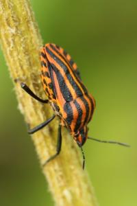 <i>Graphosoma italicum</i>