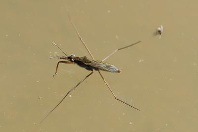 <i>Gerris</i>
