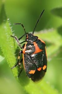 <i>Eurydema oleracea</i>