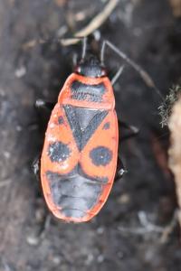 <i>Pyrrhocoris apterus</i>