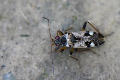 <i>Beosus maritimus</i>
