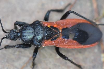 <i>Peirates hybridus</i>