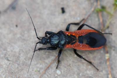 <i>Peirates hybridus</i>
