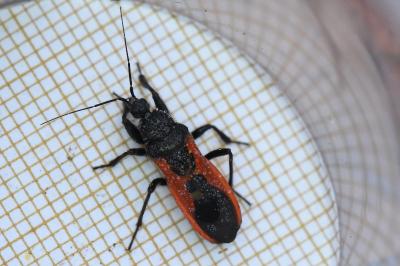 <i>Peirates hybridus</i>