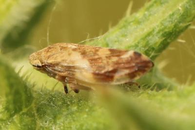 <i>Philaenus spumarius</i>