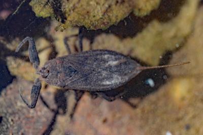 Nepa cinerea