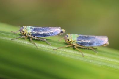 <i>Cicadella viridis</i>
