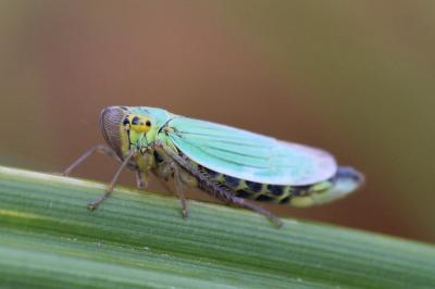 <i>Cicadella viridis</i>