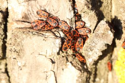 <i>Pyrrhocoris apterus</i>