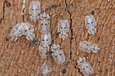 <i>Corythucha ciliata</i>