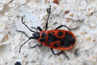 <i>Pyrrhocoris apterus</i>