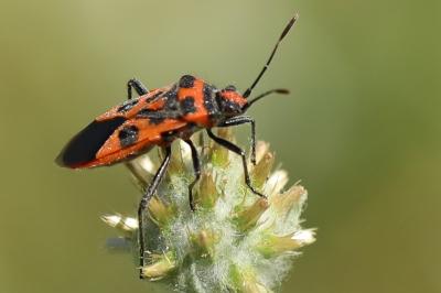 <i>Corizus hyoscyami</i>