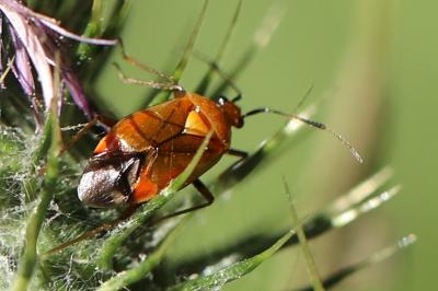 <i>Deraeocoris ruber</i>