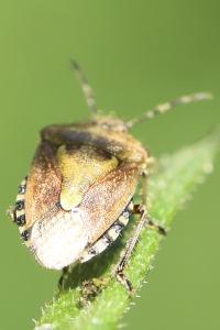 <i>Dolycoris baccarum</i>