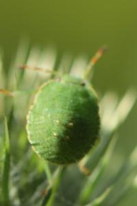 <i>Palomena prasina</i>