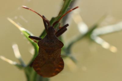 <i>Coreus marginatus</i>