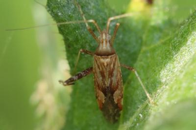 <i>Phytocoris</i>