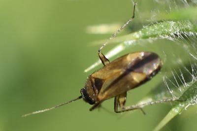 <i>Plagiognathus arbustorum</i>