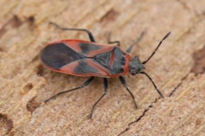 <i>Arocatus roeselii</i>