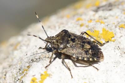 <i>Rhaphigaster nebulosa</i>