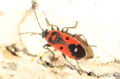 <i>Melanocoryphus albomaculatus</i>