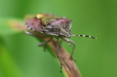 <i>Dolycoris baccarum</i>