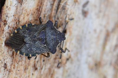 <i>Troilus luridus</i>
