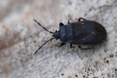 <i>Drymus ryeii</i>