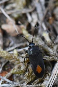 <i>Aphanus rolandri</i>