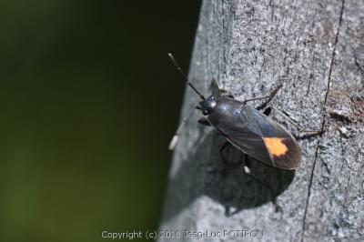 <i>Aphanus rolandri</i>