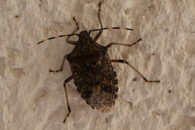 <i>Rhaphigaster nebulosa</i>