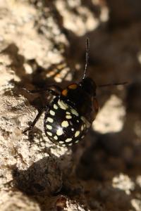 <i>Nezara viridula</i>