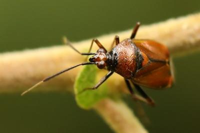 <i>Deraeocoris ruber</i>
