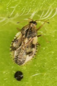 <i>Dictyla humuli</i>