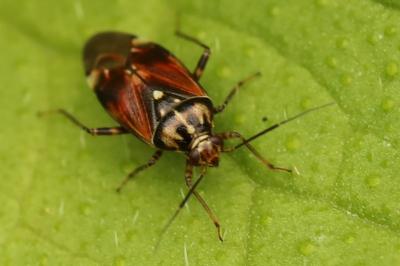 Lygus pratensis