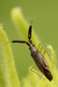 <i>Heterotoma planicornis</i>