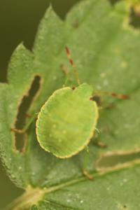 <i>Palomena prasina</i>
