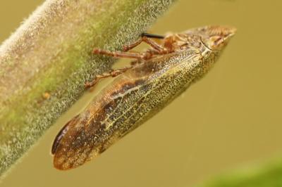 <i>Aphrophora</i>