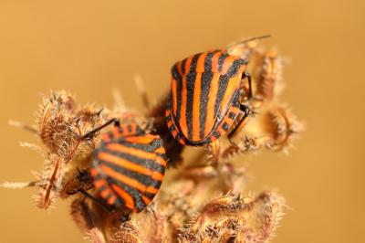<i>Graphosoma italicum</i>